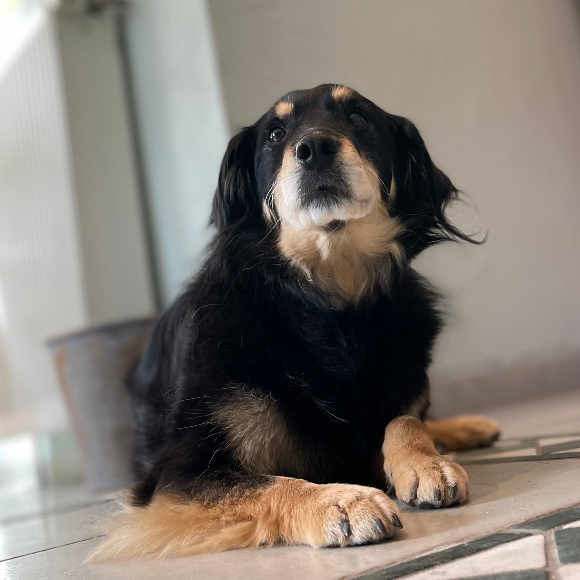 Hund